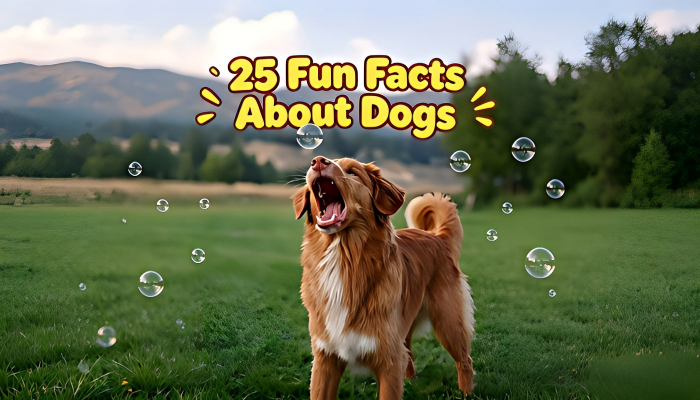 25 Fun Facts About Dogs