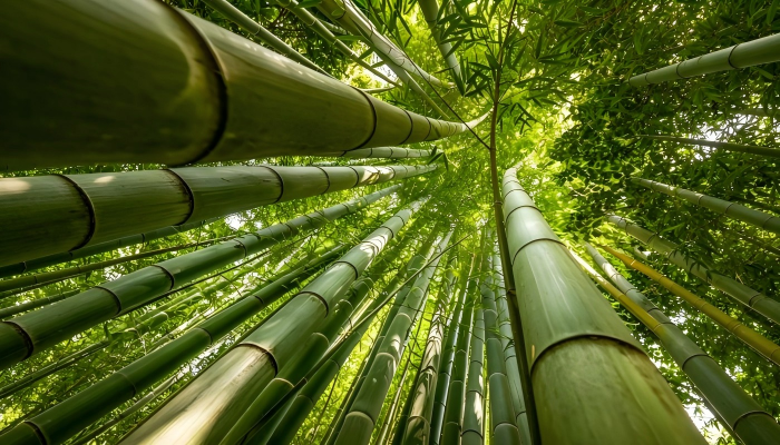 Bamboo