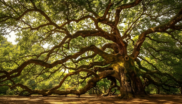 Oak trees