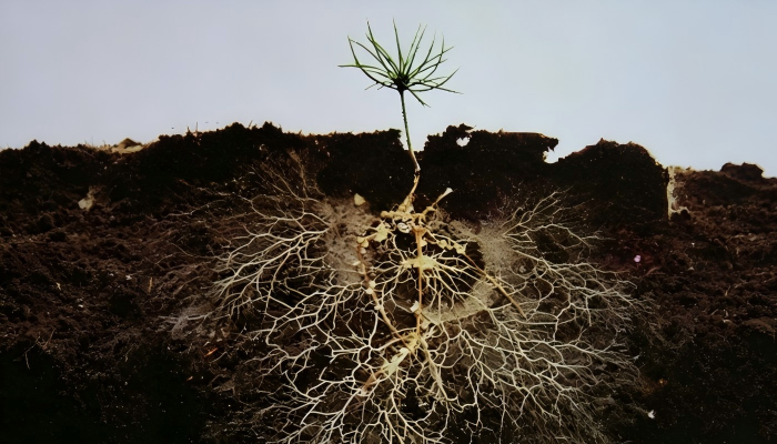 Plant roots