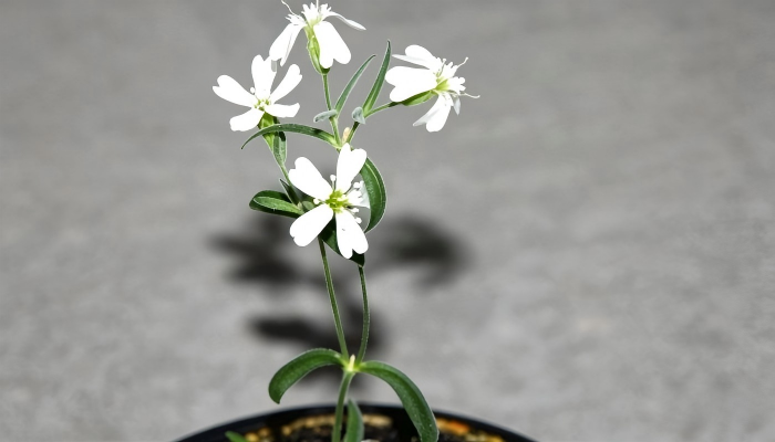  Silene stenophylla 