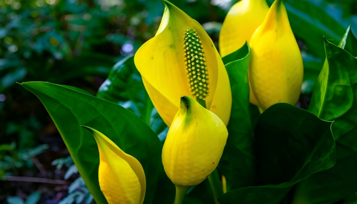 Skunk cabbage 